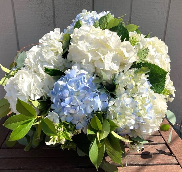 Tabletop arrangement of blue and white hydrangea with green foliage