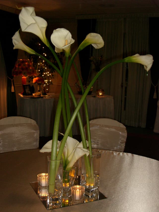 Minimal design of white calla lilies with curled stems
