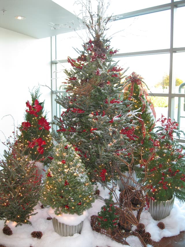 Grouping of decorated fresh Christmas trees with red berries in a sunlit room